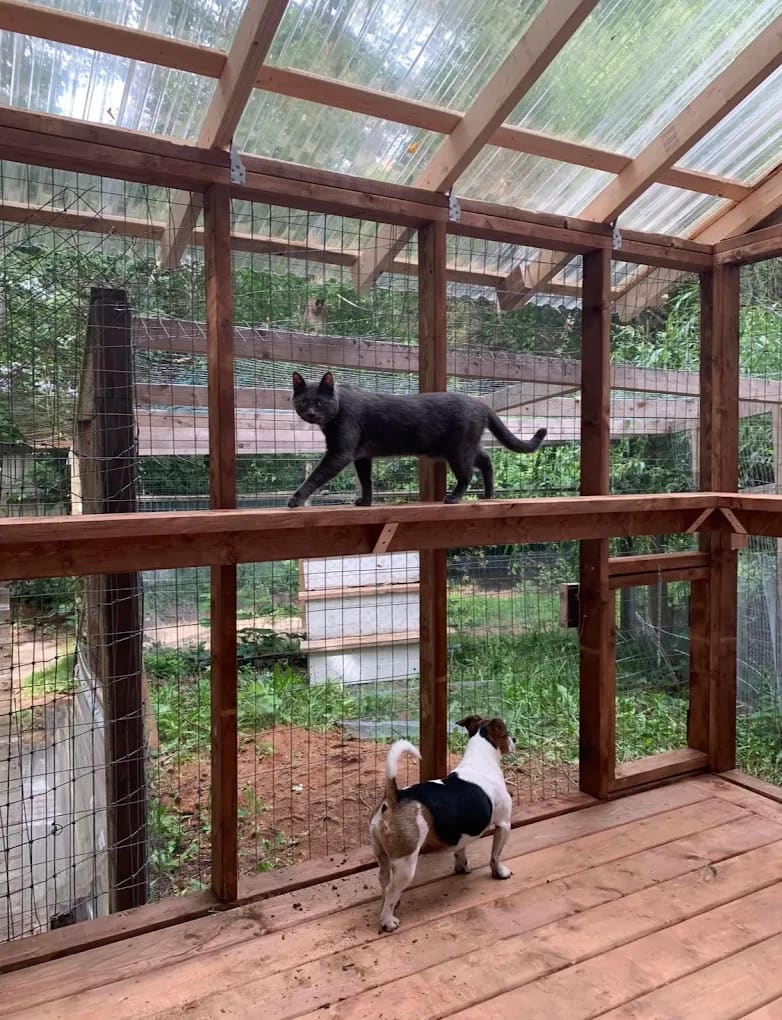 Catio project